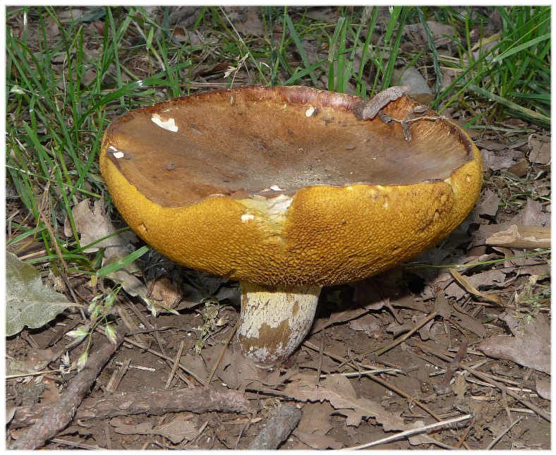 Stesso Boletus...?